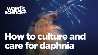 Caring and Culturing for Daphnia [upl. by Mukul]