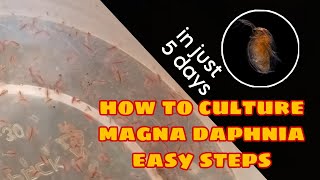 How to Culture Magna Daphnia Easily [upl. by Akiraa]