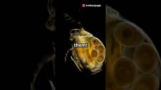 How to culture Daphnia for your Aquarium [upl. by Kovacs]