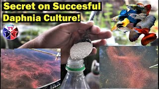 How to Culture Daphnia Successfully [upl. by Harper453]