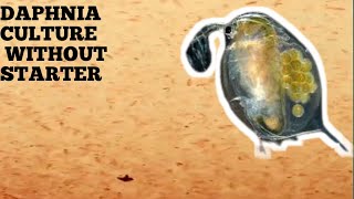 HOW TO CULTURE DAPHNIA NATURALLY WITHOUT A STARTER [upl. by Truelove779]