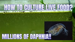 How to Culture Daphnia Secret Method to Breed MILLIONS  Simply Aquatic [upl. by Dranoc]