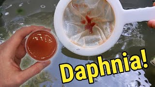 How I Culture Daphnia In Outdoor Tubs [upl. by Zedecrem]