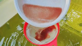 How to culture daphnia  Daphnia culture  How to grow daphnia outdoor [upl. by Aiuqenehs]