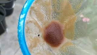 How to culture daphnia moina in a small container Part 1 English Subtitle [upl. by Us1]