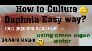 Daphnia MagnaHow to Culture Daphnia Easy wayCulturing Daphnia using Green water Daphnia [upl. by Gimpel]