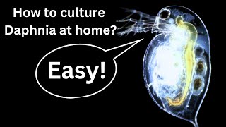 BEST Live Fish Food Beginner guide How to Culture Daphnia at home [upl. by Oile]