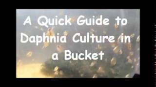 How to culture daphnia outside [upl. by Caves]