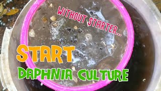 How to culture daphnia moina the easy way 1  Starting the Daphnia culture [upl. by Elletnahc679]