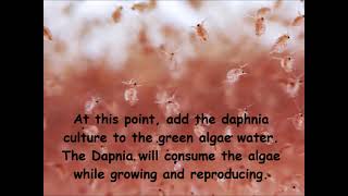 Daphnia  How to grow daphnia in your home [upl. by Malonis383]