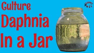 How to Culture Daphnia in a Jar [upl. by Glass]