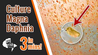 How to culture DAPHNIA MAGNA  The easy way [upl. by Andrei]