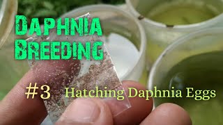 Daphnia Culture made simple and easy 3  Hatching Daphnia eggs [upl. by Ahseiuqal]