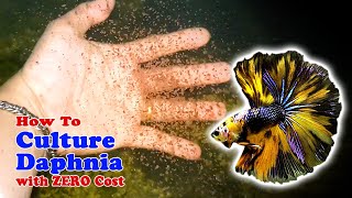 How to Culture Daphnia with ZERO Cost  Unlimited Live Food For Our Fish [upl. by Jedthus]