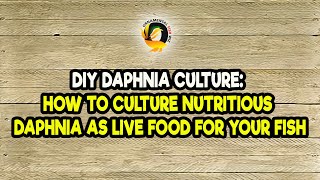 DIY Daphnia Culture How to Culture Nutritious Daphnia as Live Food for Your Fish [upl. by Atalanti]