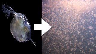 How I Culture Daphnia [upl. by Aelaza]