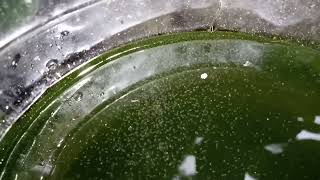 DAPHNIA MOINA CULTURE IN A SMALL BUCKET [upl. by Normi801]