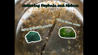 How To Culture Daphnia and Moinas using Green Water Spirulina powder [upl. by Hubing977]