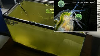 Raising Daphnia for the Freshwater Aquarium [upl. by Neelyam]