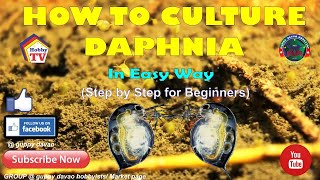 HOW TO CULTURE DAPHNIA In Easy Way [upl. by Enelyahs562]